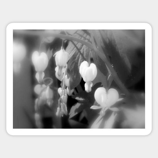 elegant white bleeding hearts, filtered black and white Sticker by DlmtleArt